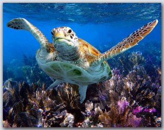 "Turtle #44"
