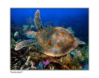 "Turtle #47"