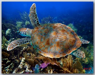 "Turtle #47"