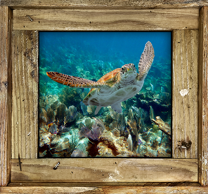 "Turtle #5"