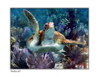 "Turtle #50"