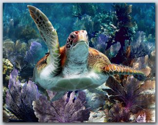 "Turtle #50"