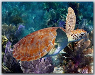 "Turtle 51"