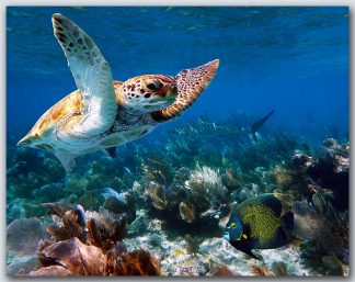 "Turtle #51"