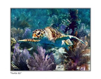 "Turtle #52"