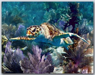 "Turtle #52"