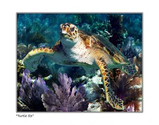 "Turtle #53"