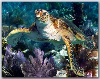 "Turtle #53"