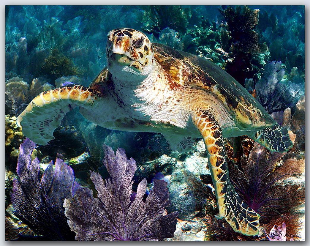 "Turtle #53"