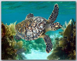 "Turtle 54"