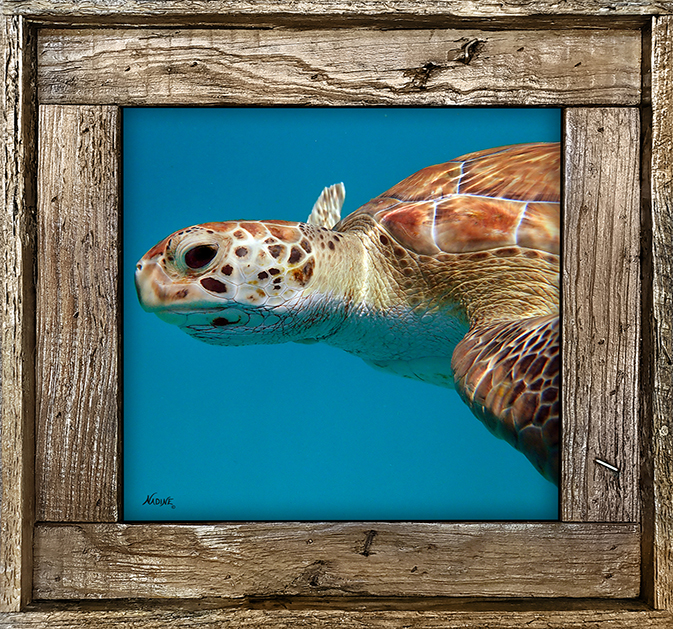 "Turtle 55"