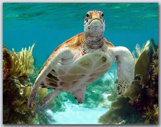 "Turtle #55"