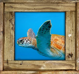"Turtle 554"