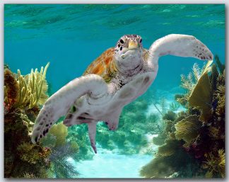 "Turtle #56"