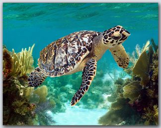 "Turtle #57"