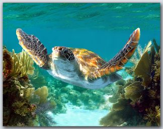 "Turtle #58"