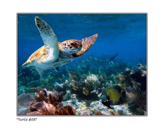 "Turtle #58"