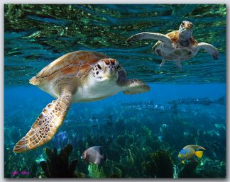 "Turtle #58"