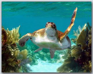 "Turtle #59"
