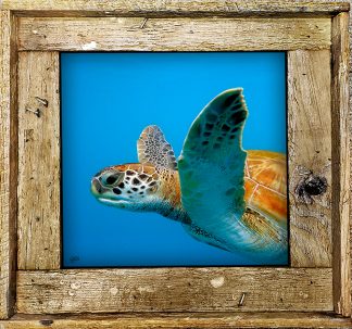 "Turtle #6"