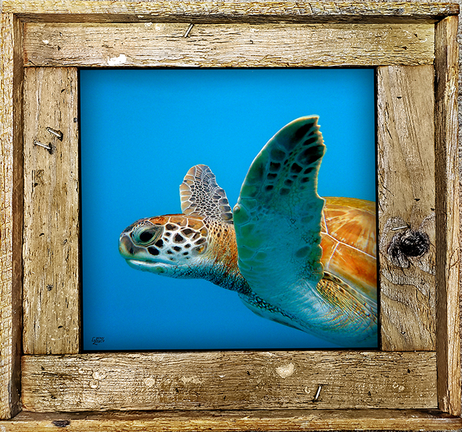 "Turtle #6"