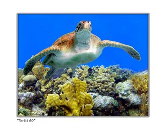"Turtle #60"