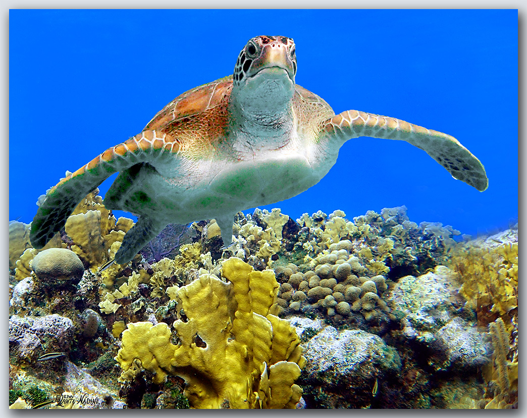 "Turtle #60"