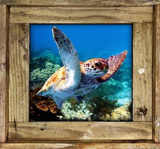 "Turtle 61"