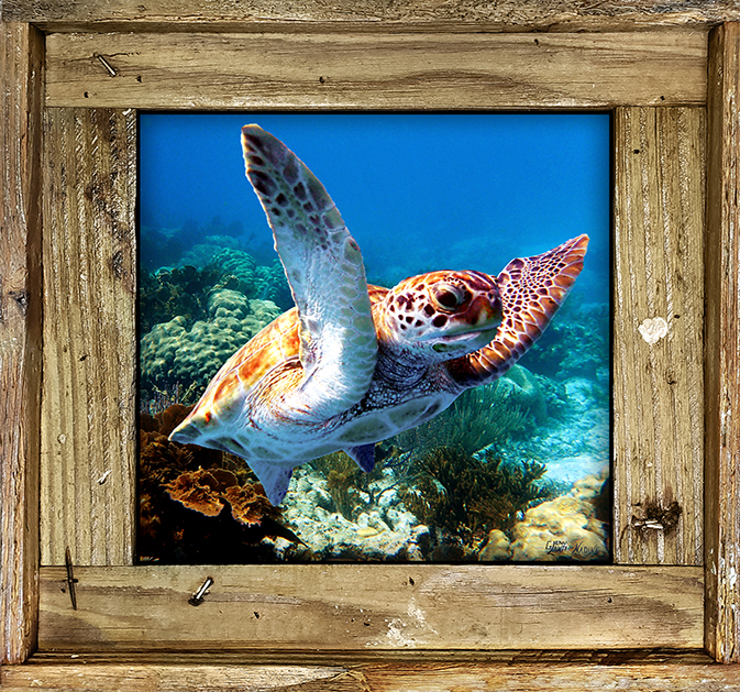 "Turtle 61"