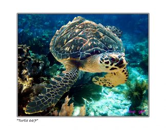 "Turtle 667"