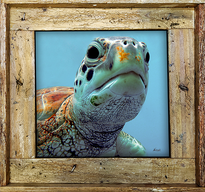 "Turtle 766"
