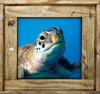 "Turtle 786"