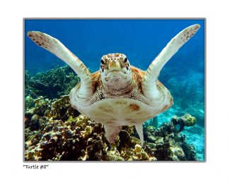 "Turtle #8"