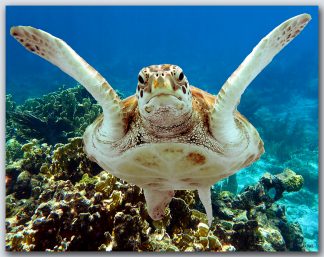 "Turtle #8"