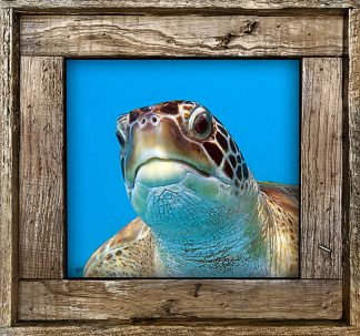 "Turtle 821"