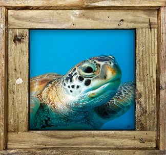 "Turtle 889"