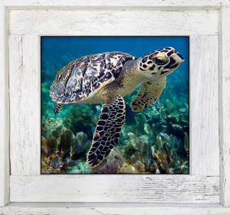"Turtle 90"