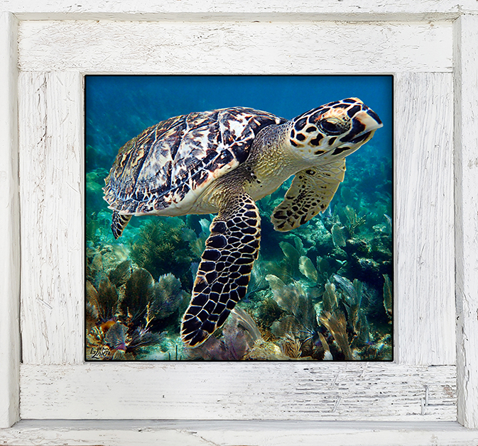 "Turtle 90"