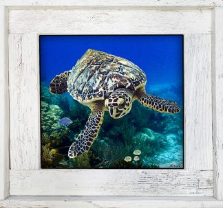 "Turtle 97"