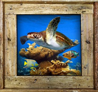 "Turtle Among The Coral"