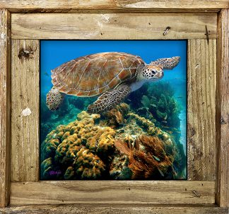 "Turtle And Coral Head"