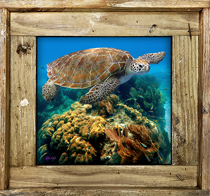 "Turtle And Coral Head"