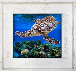 "Turtle And Coral Reef"