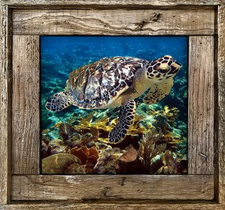 "Turtle And Eel"