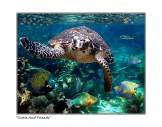 "Turtle and friends"