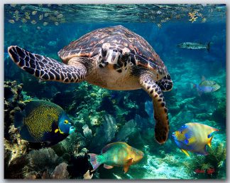 "Turtle and friends"