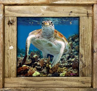 "Turtle And Lobster"