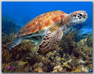 "Turtle And School Of Grunts"