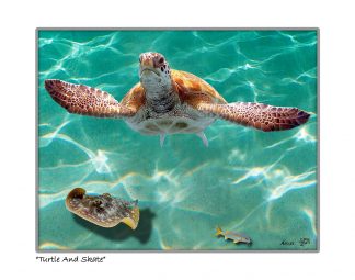 "Turtle And Skate"