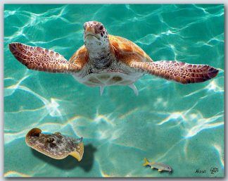 "Turtle And Skate"